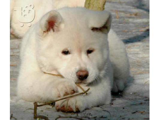 Akita INU καθαρόαιμα